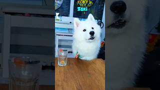 Köpeğim ne kadar zeki ? | Iq Test  #shorts #dog #funny #samoyed #husky #iqtest #braintest