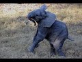 Cute Baby Elephant Calf Charges Safari Vehicle