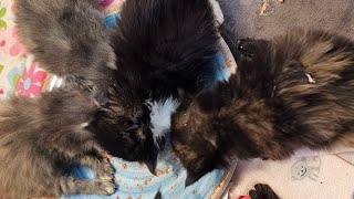 5 kittens in their pig pen stage! by Just a Foster Cat Mom 165 views 1 month ago 1 minute, 24 seconds