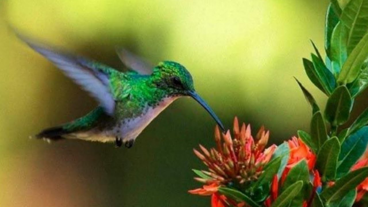 Som do Beija Flor Curiosidades e