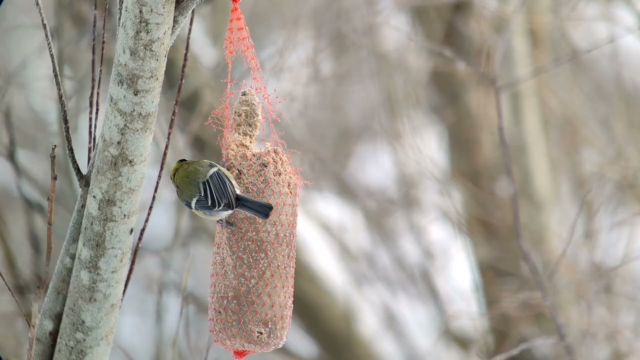 Talitiainen (Parus major)