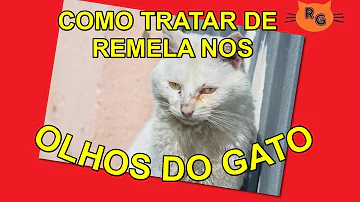 O que pode ser quando o olho do gato fica Remelando?