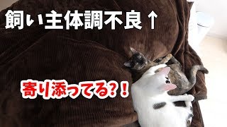 飼い主が体調不良で寝てるときの猫4匹の様子
