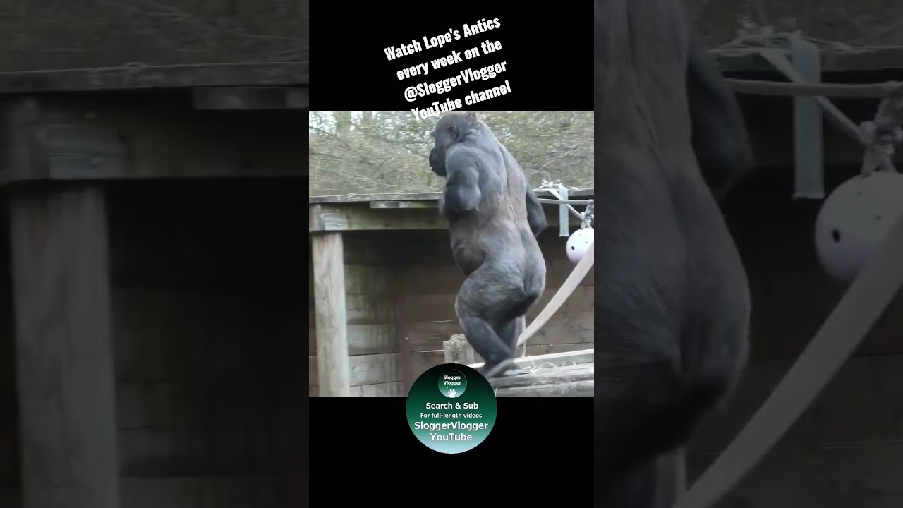 Gorilla Lope's Antics 