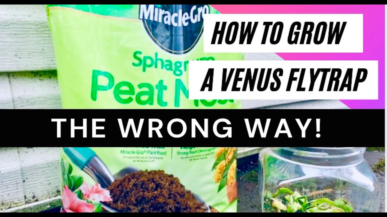 How to Grow a Venus Flytrap - THE WRONG WAY! - YouTube