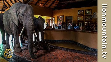 The Elephants that came to dinner 🐘🐘🐘 | Mfuwe Lodge, Zambia