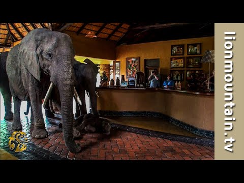 The Elephants that came to dinner 🐘🐘🐘 | Mfuwe Lodge, Zambia