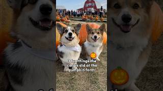 3 Fun Things Our Corgis Did At The Pumpkin Farm 🎃