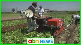 Reducing the Burden on Farmers... Can It Solve Labor Shortages? Demonstration of a "Lettuce Harve... screenshot 5