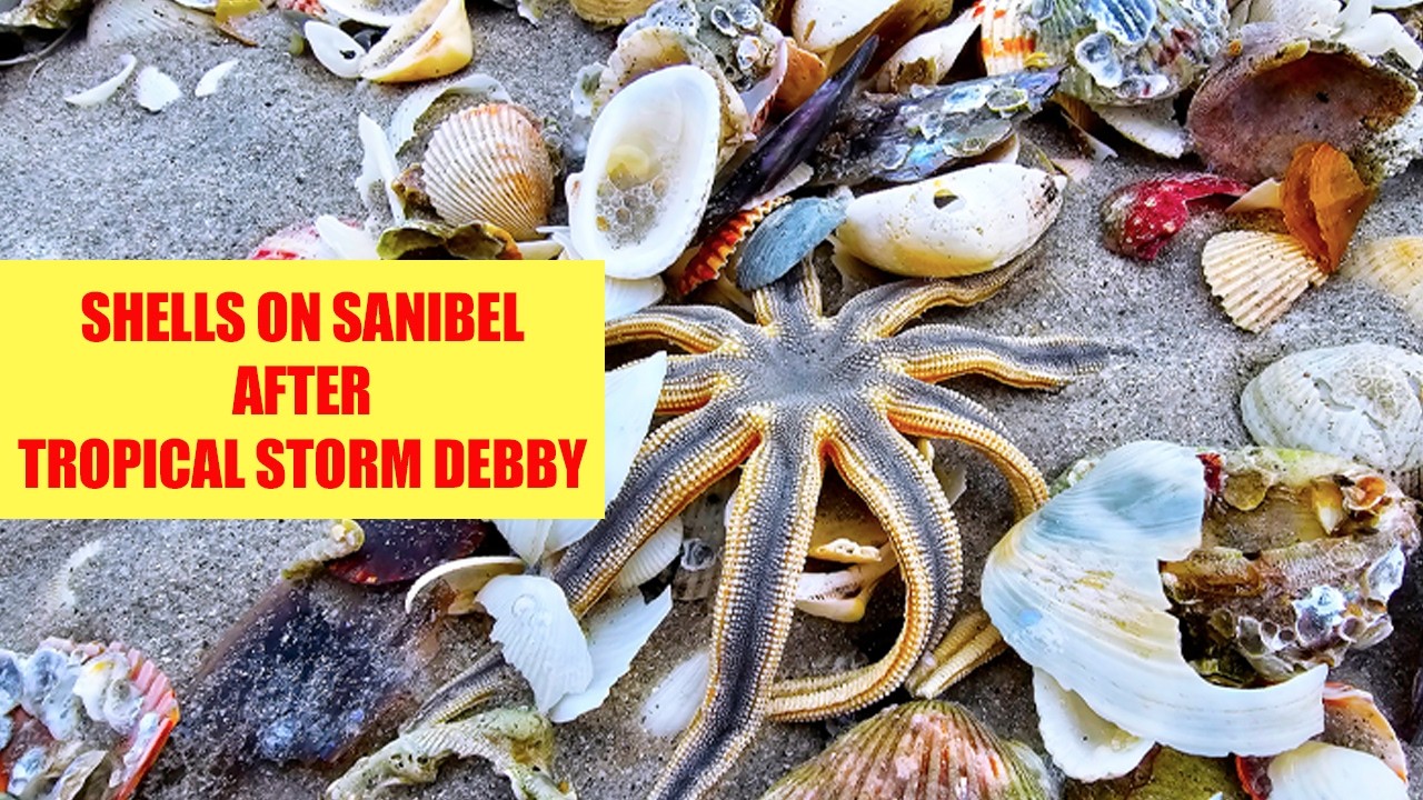 Flooding and Shells on Sanibel Island after Tropical Storm / Hurricane Debby 2024