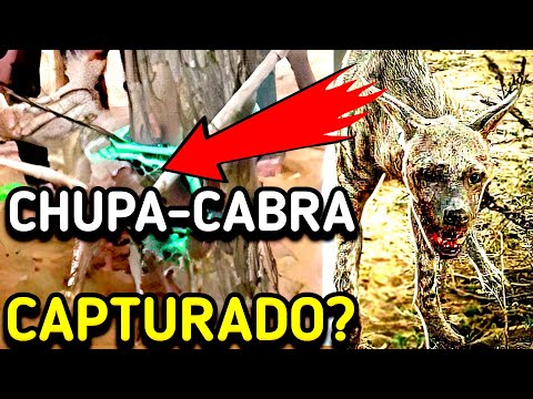 Vídeo: Um Animal Desconhecido Foi Capturado Em Läänemaa: Estonian Chupacabra - Quem é Esse? - Visão Alternativa