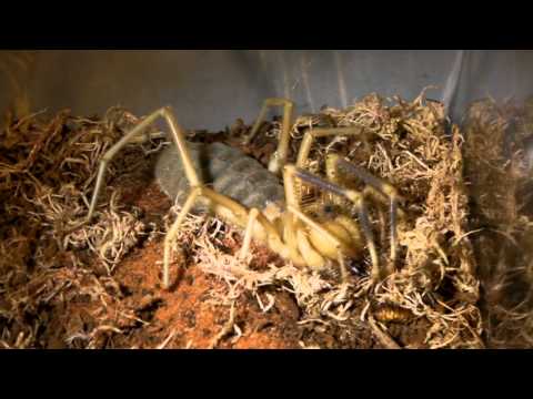 How to care for a Camel spider!
