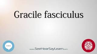 Gracile fasciculus   Anatomy of the Brain   SeeHearSayLearn 🔊