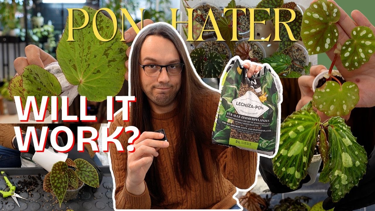 fine, I will try pon again 😩 | begonia haul & trying to grow them in pon 🪴