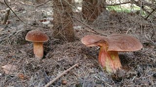 Houby 24.9.2022 - Krásná houbařina...🍄👍🌳🌲