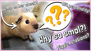 Guinea Pig NAME REVEAL & Baby Pig Q&A!