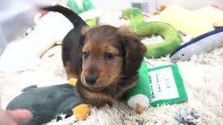 ミニチュアダックスフンド3月16日生まれレッド男の子 - YouTube