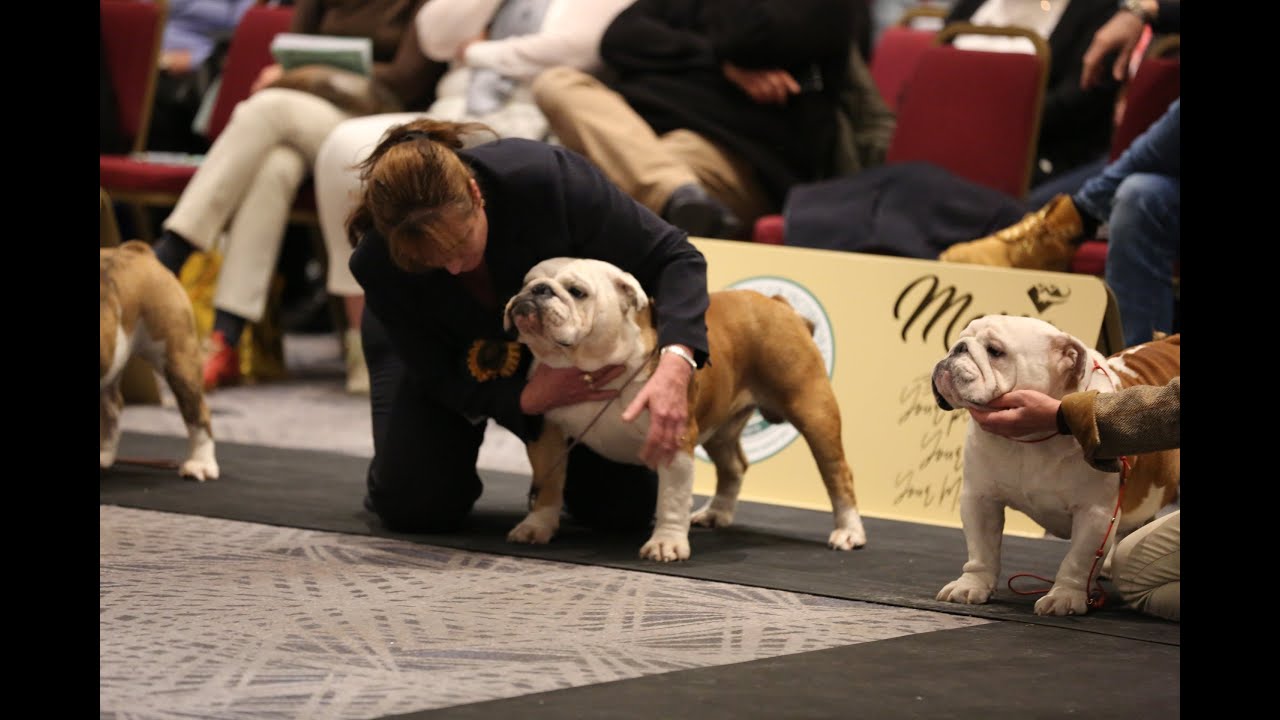 CH Blenhiemstar Star lord - Bulldog of the year 2022