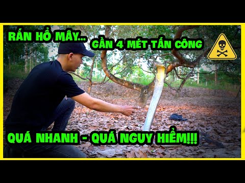 Video Rắn Hổ Chúa (Hổ Mây) & Rắn Hổ Mang Thường | King Cobra... - youtube