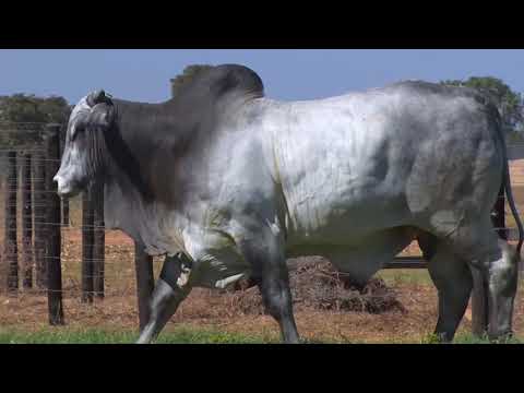 LOTE 86 - EBHT 202 | 42º MEGA LEILÃO ANUAL CARPA TOUROS