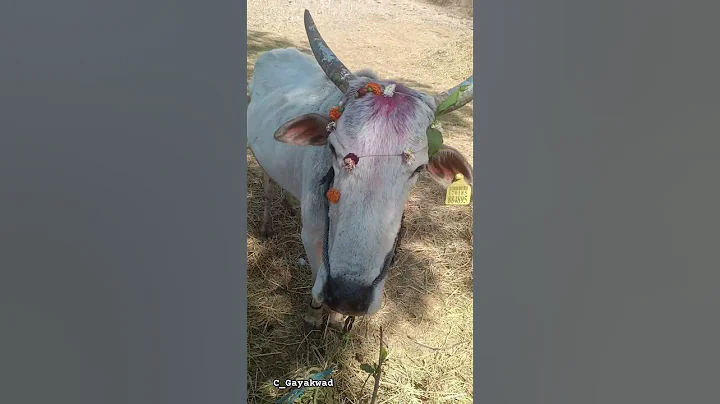 Bull Doing Urine 😂 #bull #shorts #shortsfeed #farmanimals