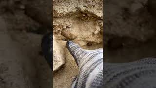 Lines of black sand #goldprospecting #sand #layers