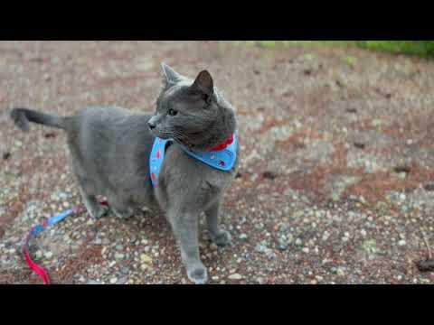 Life With Sugar: Maintenance, Cat Walk, Mountain Hike