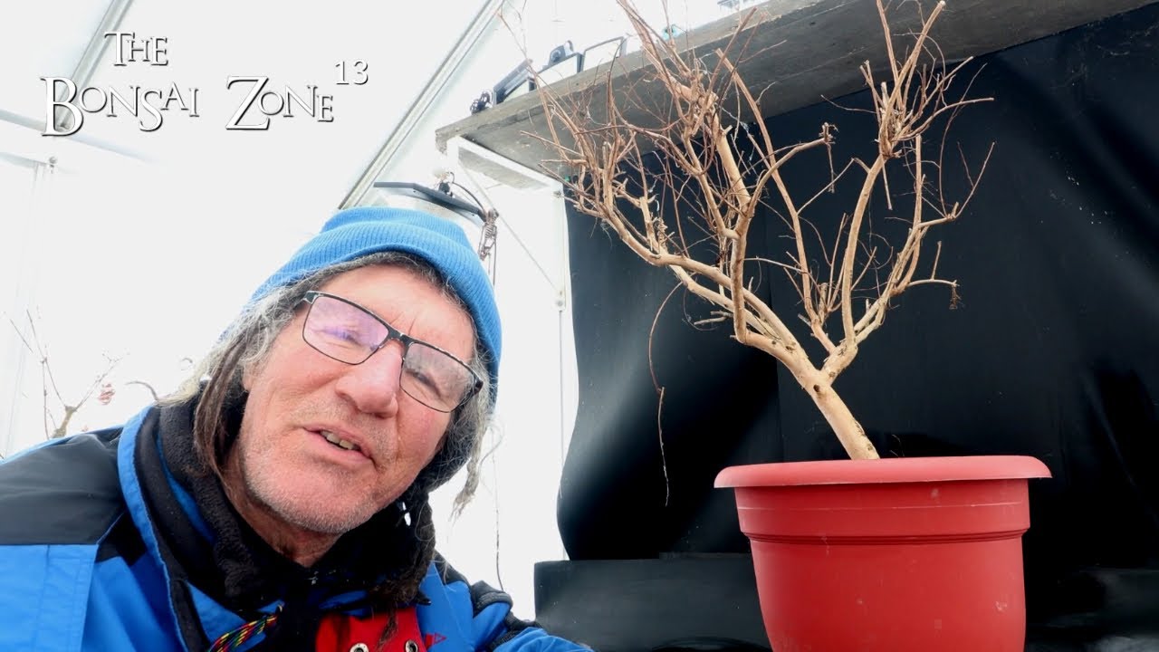 Обрезка моего нового мирта, Зона бонсай, январь 2026 г.