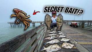 Using FIDDLER Crabs At The Galveston Fishing Pier!! This Bait Is Cheating…