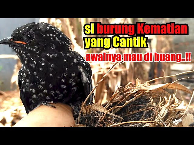 BURUNG KUTUK4N MITOSNYA, HAMPIR DIB4KAR, AKHIRNYA KITA SELAMATKAN ANAK BURUNG HITAM INI DI SARANGNYA class=