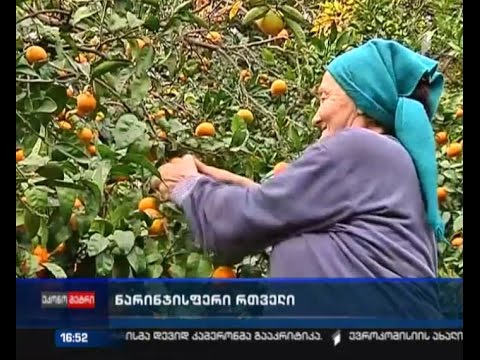 მანდარინის მოსავლის აღება ფერმერებმა უკვე დაიწყეს