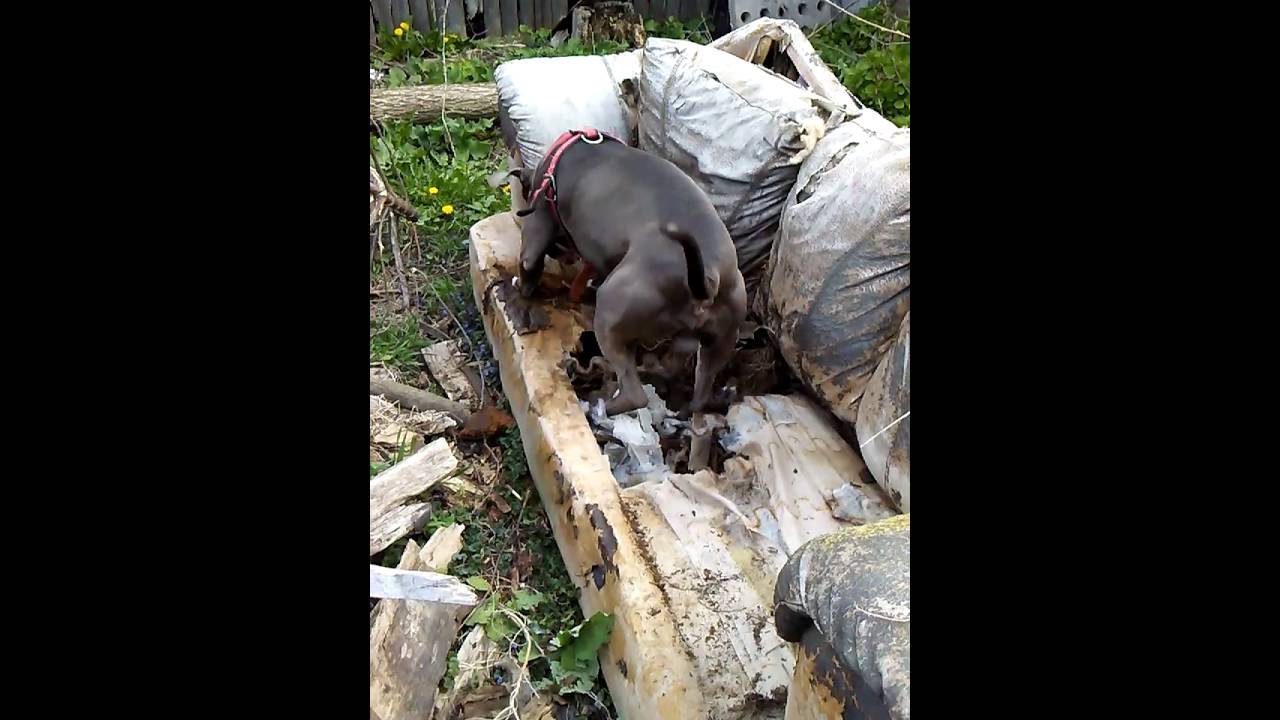 Pitbull Get Possum Out A Couch