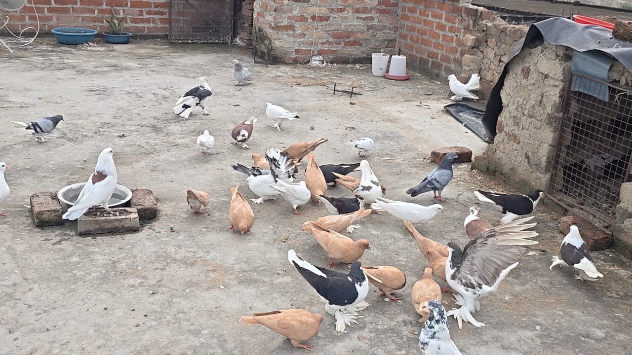 Kabutar | Pigeon Video #birds #pets #kabutar #pigeon 