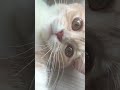 구독눌러줘잉 #vtuber #cute #cat #냥춘기 #고양이 #크림냥