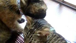 playing with her new friend - ho lok tsai 20100529.AVI