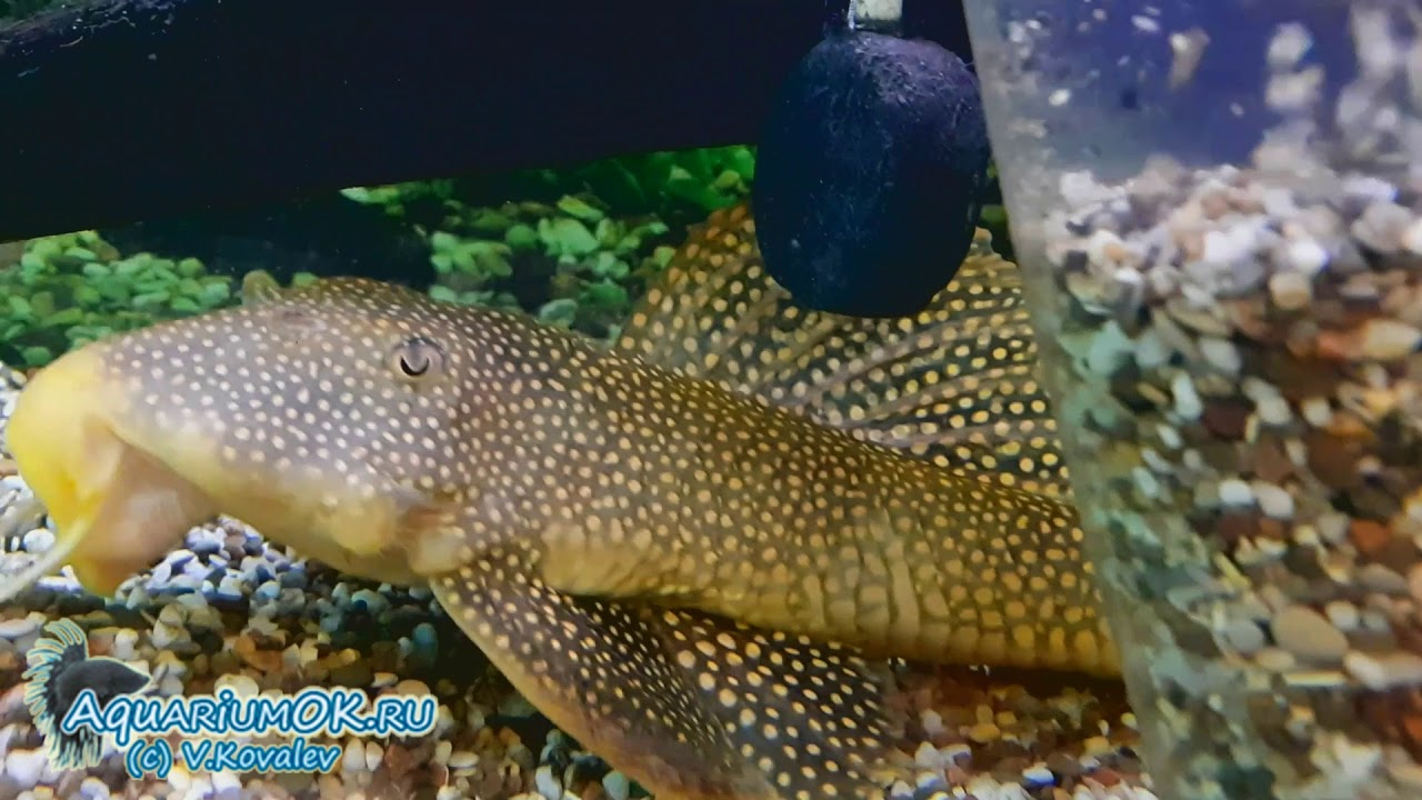 Scobinancistrus aureatus - и нефиг сифонить тут мою поляну!