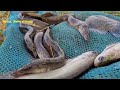 Best hook fishing in Baamfishes |Fisher Man Catching in ponds |amazing fishing video in Baamfishes|