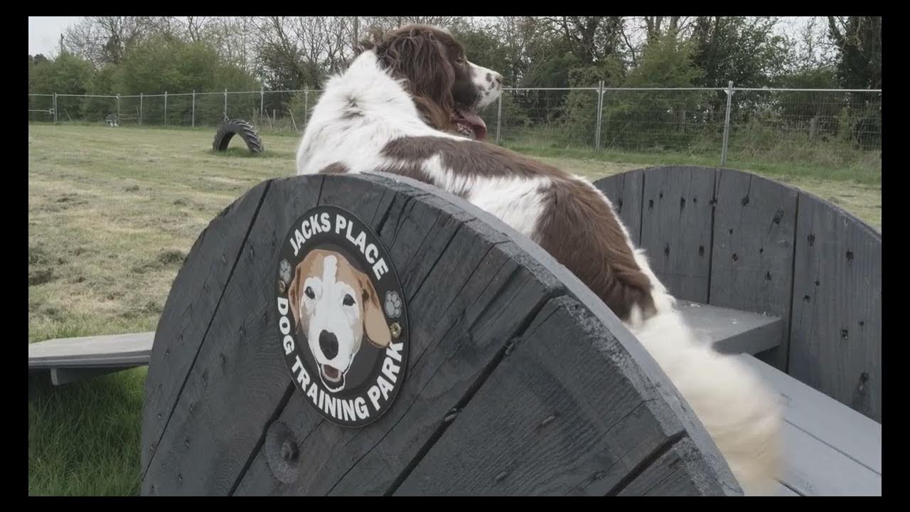Jacks Place Dog Training Park YouTube