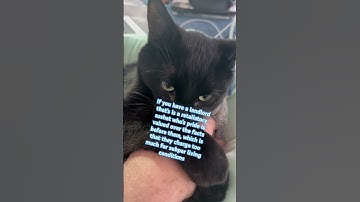 Please Don’t Scroll (A message for all of you) #music #feelies #sad #cat #emotional #life #viral