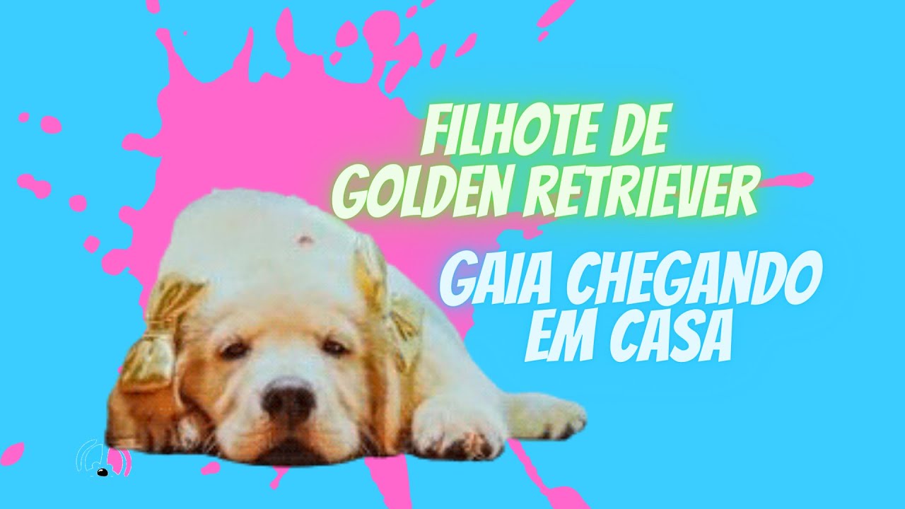 Filhote De Golden Retriever Youtube