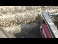 Harvesting 8 rows potatoes at once with the Tolmac MT-75 and Grimme Varitron 470