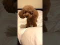 てへぺろな破壊王が降臨しました… #トイプードル #dog #toypoodle