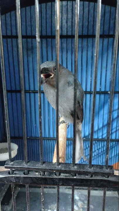 SRIGUNTING ISIAN CILILIN SEREMM BRO 🤩🤩🤩