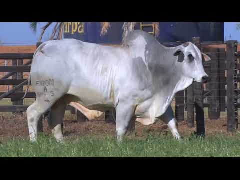 43º Mega Leilão Carpa Touros | LOTE 79 - 8415