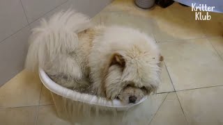 'It’s Heaven On Earth” Water Dog Chow Chow Bathes Himself 24/7 | Kritter Klub
