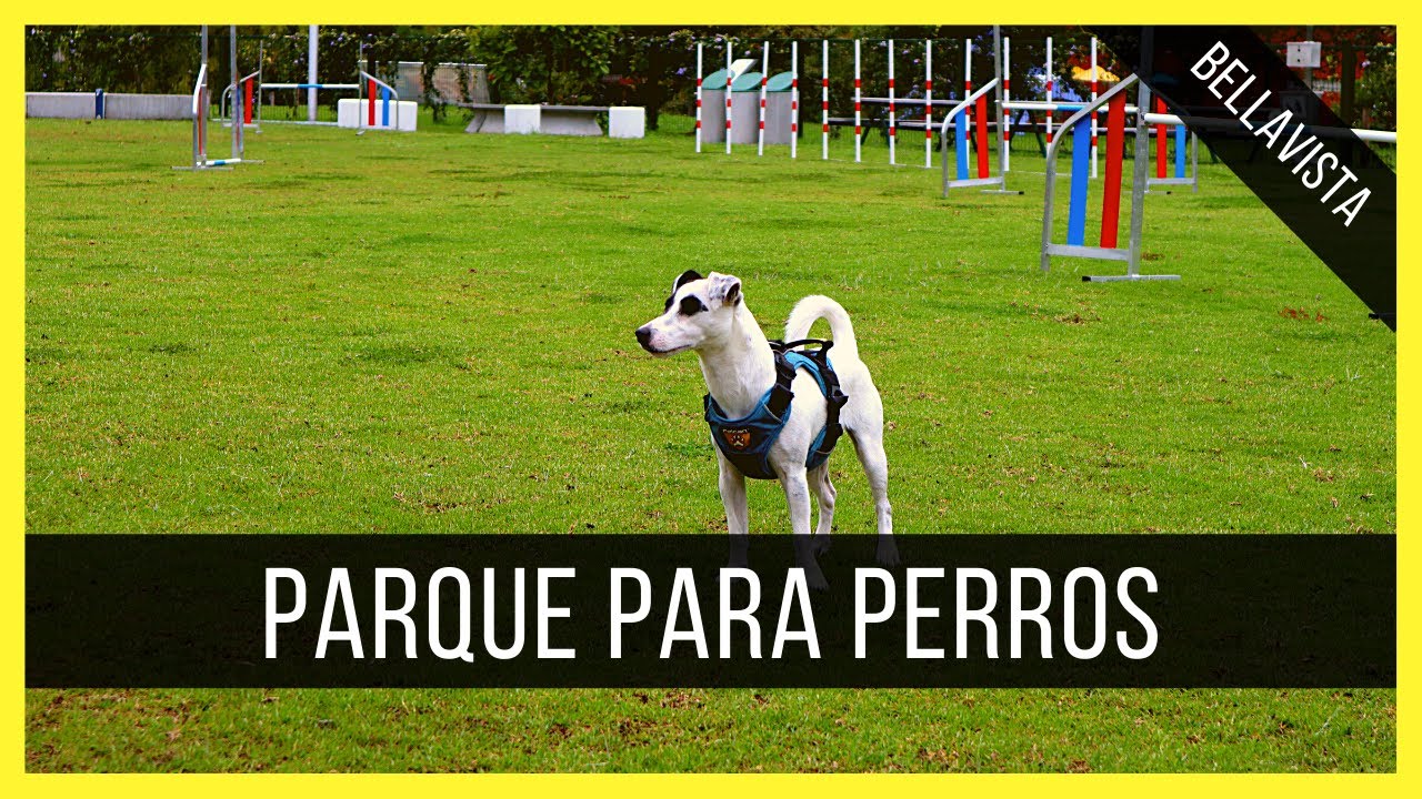 El parque para perros 🐶 MÁS grande del Perú 🇵🇪 