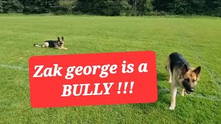 Zak george is jealous, BULLY @zakgeorge @TheDogDaddyofficial#dogdaddy #thedogdaddy