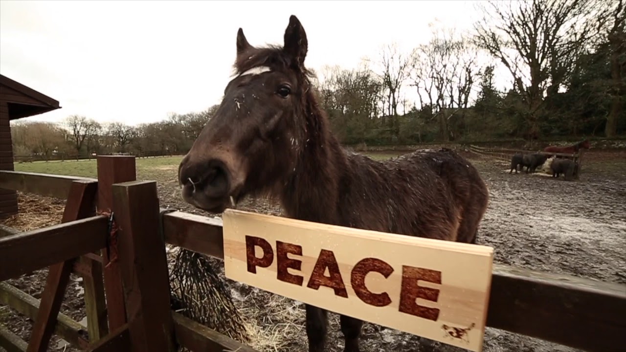 Meet The Animals  Hope Pastures