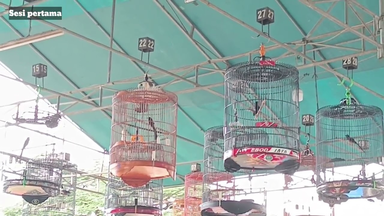 RAWATAN MURAI BATU BIRAHI - SAMPAI JUARA ‼️