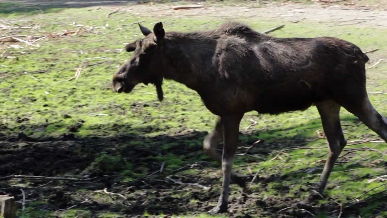Kolmården Play: Älgen och dess vänner